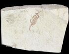 Fossil Pea Crab (Pinnixa) From California - Miocene #47033-1